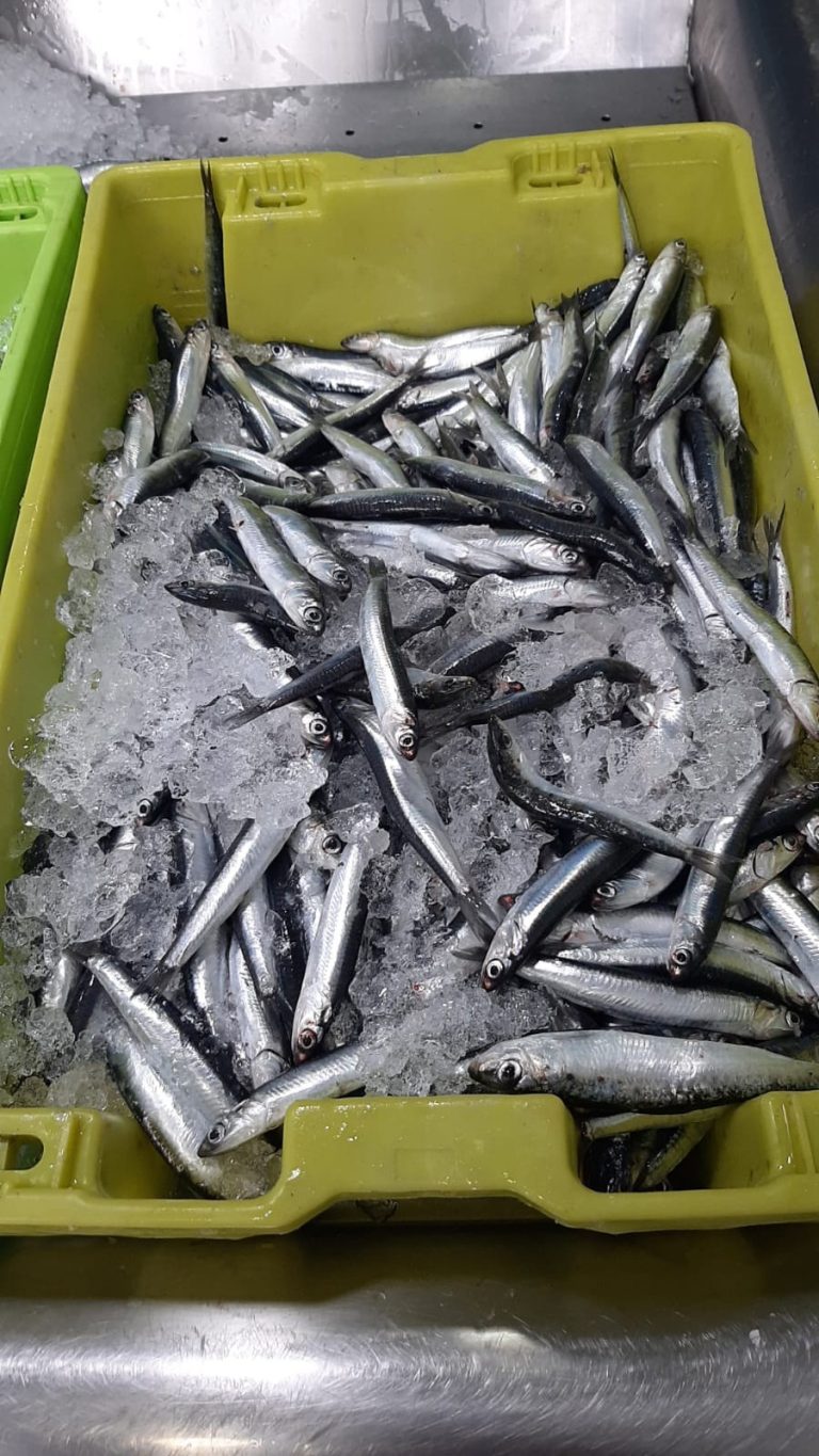 El Gobierno activa el mecanismo de optimización de cuota de anchoa del Cantábrico con casi 800 toneladas