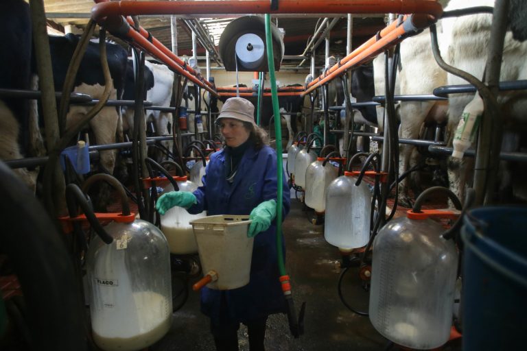 Digital.- Lanzan una herramienta informática con IA para compra unificada de forraje y fertilizantes en granjas de leche